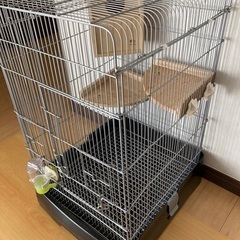 小動物　ゲージ　小鳥　リス　モモンガの画像