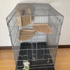 小動物　ゲージ　小鳥　リス　モモンガの画像