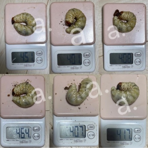 【♂】能勢SRオオクワガタ早期個体⭐︎同腹40g UP多数のラインあり☆