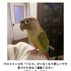 迷子のウロコインコ探してます