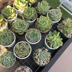 多肉植物   韓国苗