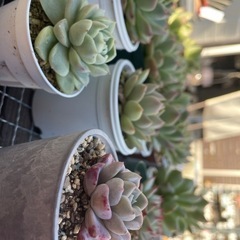 多肉植物   韓国苗の画像