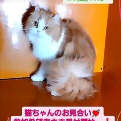 4/6(土)譲渡会♪4月生アメリカンカール♂レッドタビー (⋈◍...