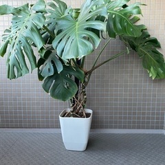 観葉植物　モンステラの画像