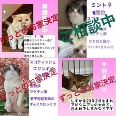 ご参加ありがとうございました！teamねこまんま3月譲渡会＆チャ...