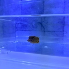海水魚#10