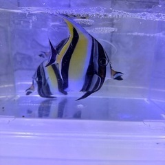海水魚#13