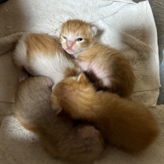 生後10日の子猫4匹を保護しました