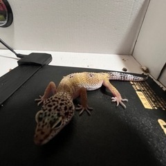 ヒョウモントカゲモドキ(ハイイエロー)