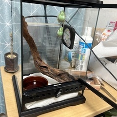イエアメガエル飼育セットの画像