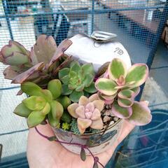 多肉植物寄植え