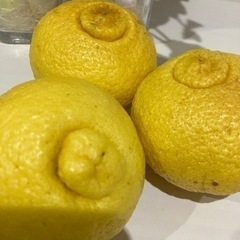 はるか　5個　みかん　