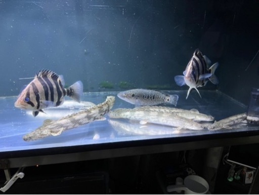 熱帯魚?買取先探してます。※必ず説明文読んでください！
