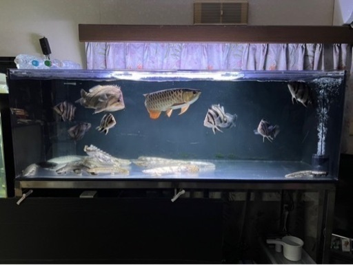 熱帯魚?買取先探してます。※必ず説明文読んでください！