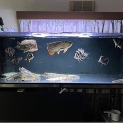 熱帯魚🐟買取先探してます。※必ず説明文読んでください！