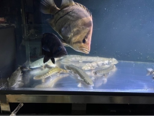 熱帯魚?買取先探してます。※必ず説明文読んでください！
