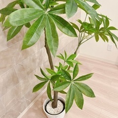 ニトリ 170cm フェイクグリーン(パキラ)  観葉植物　の画像
