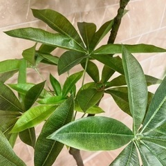 ニトリ 170cm フェイクグリーン(パキラ)  観葉植物　の画像