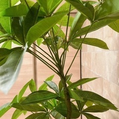 ニトリ 170cm フェイクグリーン(パキラ)  観葉植物　の画像