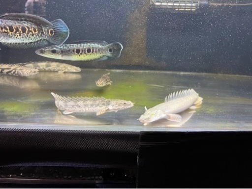 熱帯魚? 買取先探してます。※必ず説明文読んでください！