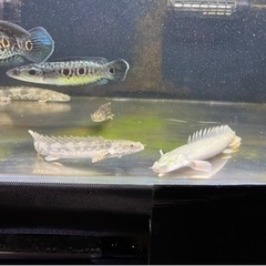 熱帯魚🐟 買取先探してます。※必ず説明文読んでください！の画像