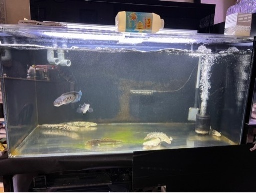 熱帯魚? 買取先探してます。※必ず説明文読んでください！