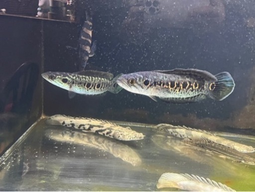熱帯魚? 買取先探してます。※必ず説明文読んでください！