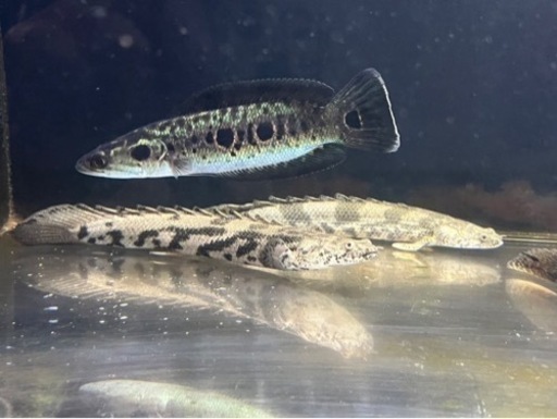 熱帯魚? 買取先探してます。※必ず説明文読んでください！