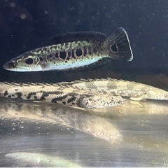 熱帯魚🐟 買取先探してます。※必ず説明文読んでください！の画像