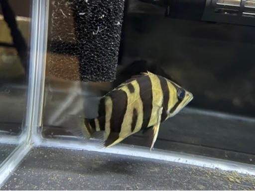 ダトニオ