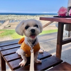 【迷子犬】マルチーズ捜しています！！