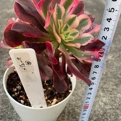 9多肉植物　アエオニウム　メデューサ4頭