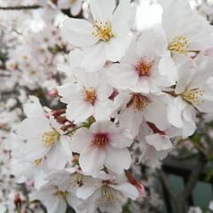 介護職の仲間募集します！