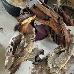 鳥の剥製？
