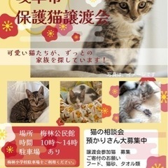 梅林🌸🐱保護猫譲渡会
