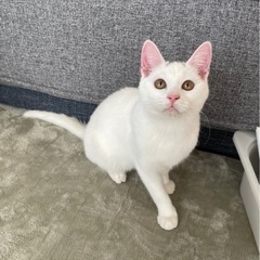 【募集停止】白い子猫