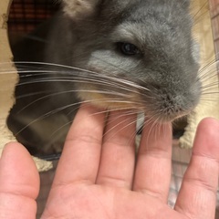 受付終了しました！チンチラをお譲りします。