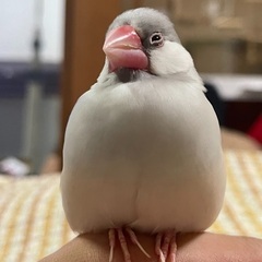 偽装彼女　に付き合ってくれる友達募集　男性も可