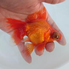 🐟大サイズ❗国産　赤出目金　中々いないサイズの赤出目金です❗約１...