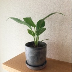 観葉植物　スパティフィラム(13)　17cm　おしゃれな2号の鉢と受け皿付きの画像