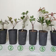植物いろいろ6点セット🌿観葉植物