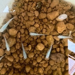 改良メダカ30匹ミックスの画像