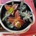 ランキングキーワードに紐づく投稿画像-多肉植物
