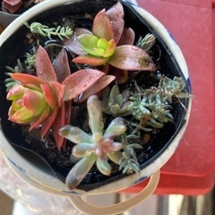 いろいろ多肉植物の画像