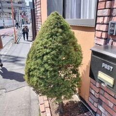 生活雑貨 家庭用品 ガーデニングの画像