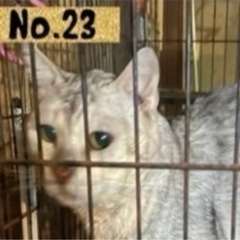 シルバーベンガル ぎん君