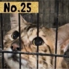 純血ベンガル まめ君