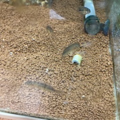 1.5cm程稚魚アピストグラマボレリーオパール1匹の画像