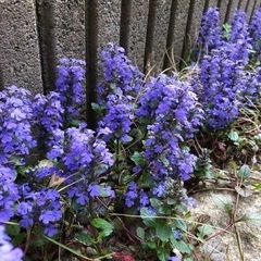 アジュガ　苗