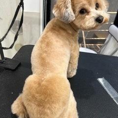 シャンプーモデル犬を3500円で募集致します🌟